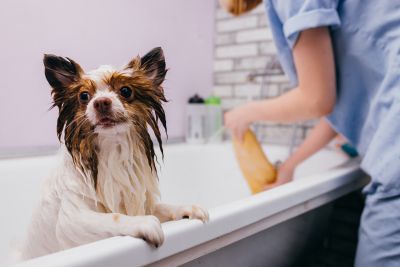 Pet Grooming and Pet Sitting Insurance in Forney, TX by TWFG ~ Burridge Family Insurance