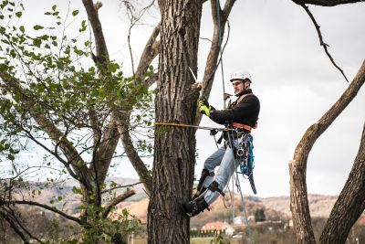 Tree Trimming Insurance in Forney, TX by TWFG ~ Burridge Family Insurance